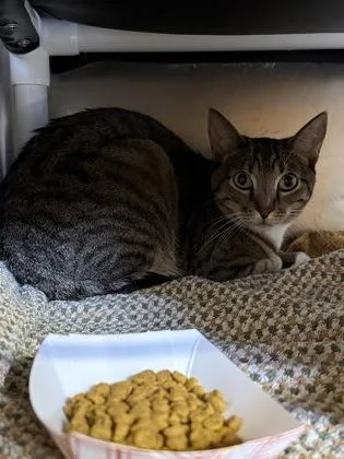 An adult small-sized female Domestic Short Hair cat named Mittens for adoption in Roseville, CA