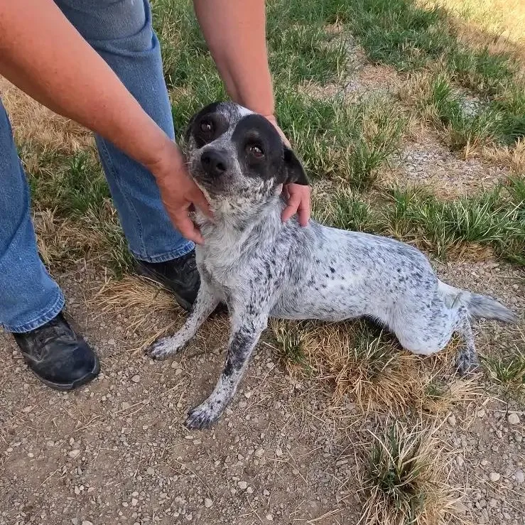 An adult medium-sized female Australian Cattle Dog / Blue Heeler dog named Lil' for adoption in Clyde, TX