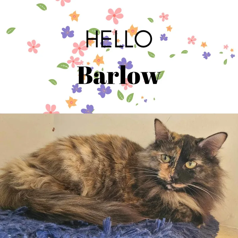 An adult medium-sized female Domestic Long Hair cat named Barlow for adoption in Holbrook, NY