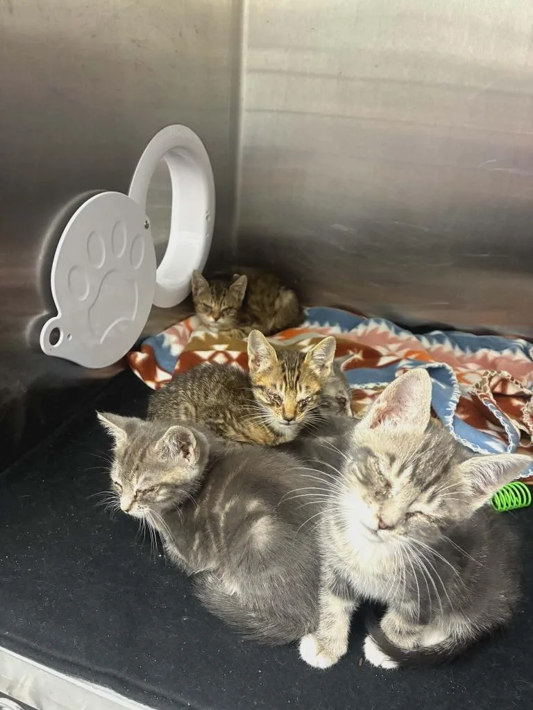 A baby medium-sized male Domestic Short Hair cat named Yeti for adoption in Hartsville, SC