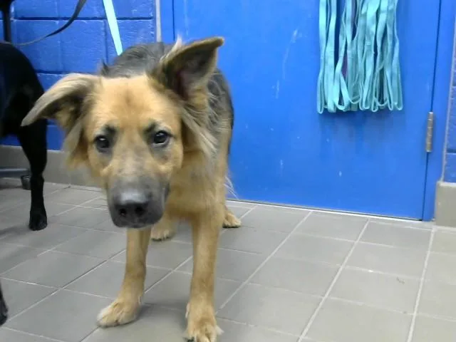 An adult medium-sized male German Shepherd Dog dog named Juice for adoption in Albuquerque, NM