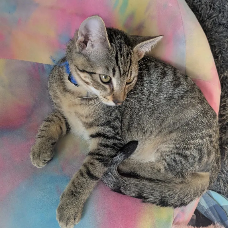 A baby medium-sized male Brown / Chocolate Domestic Short Hair cat named Zeus the Furrocious for adoption in Inver Grove Heights, MN