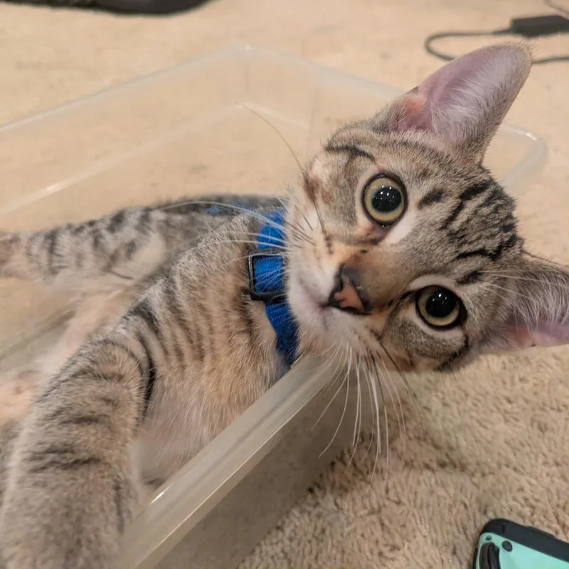 Zeus the Furrocious thumbnail 2