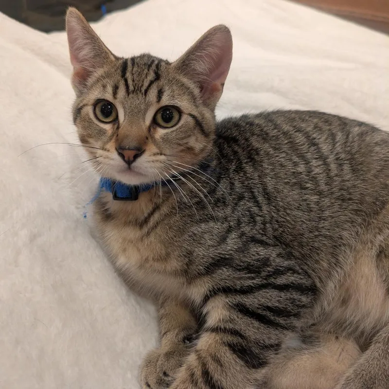 Zeus the Furrocious thumbnail 3