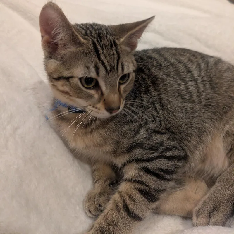 Zeus the Furrocious thumbnail 4