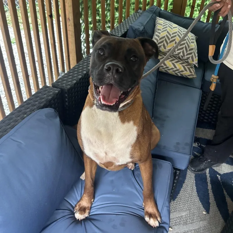 An adult large-sized male Brown / Chocolate Boxer dog named Tobias for adoption in Decatur, GA