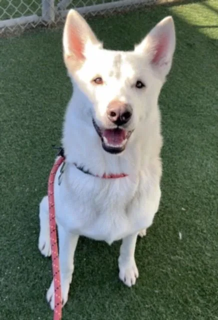 An adult medium-sized male Samoyed dog named Stitch for adoption in Chatsworth, CA