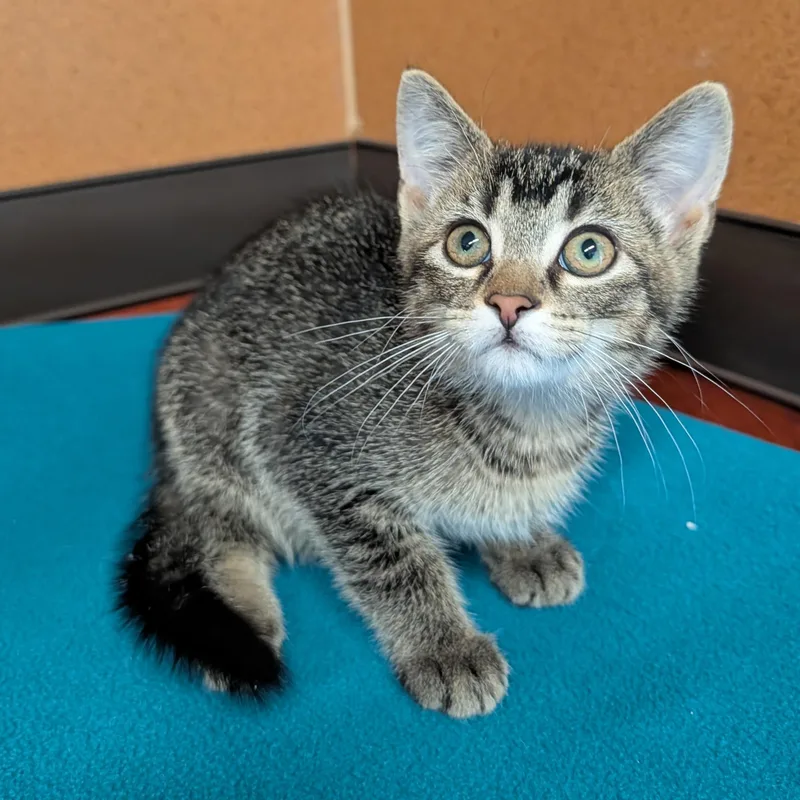 A baby small-sized male Tabby (Brown / Chocolate) Domestic Short Hair cat named Regan for adoption in Rochester, MN