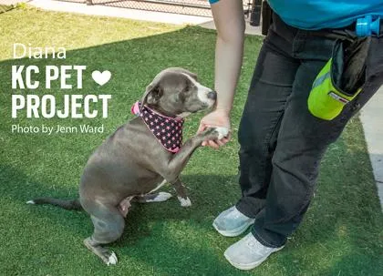 An adult large-sized female Gray / Blue / Silver Pit Bull Terrier dog named Diana for adoption in Kansas City, MO