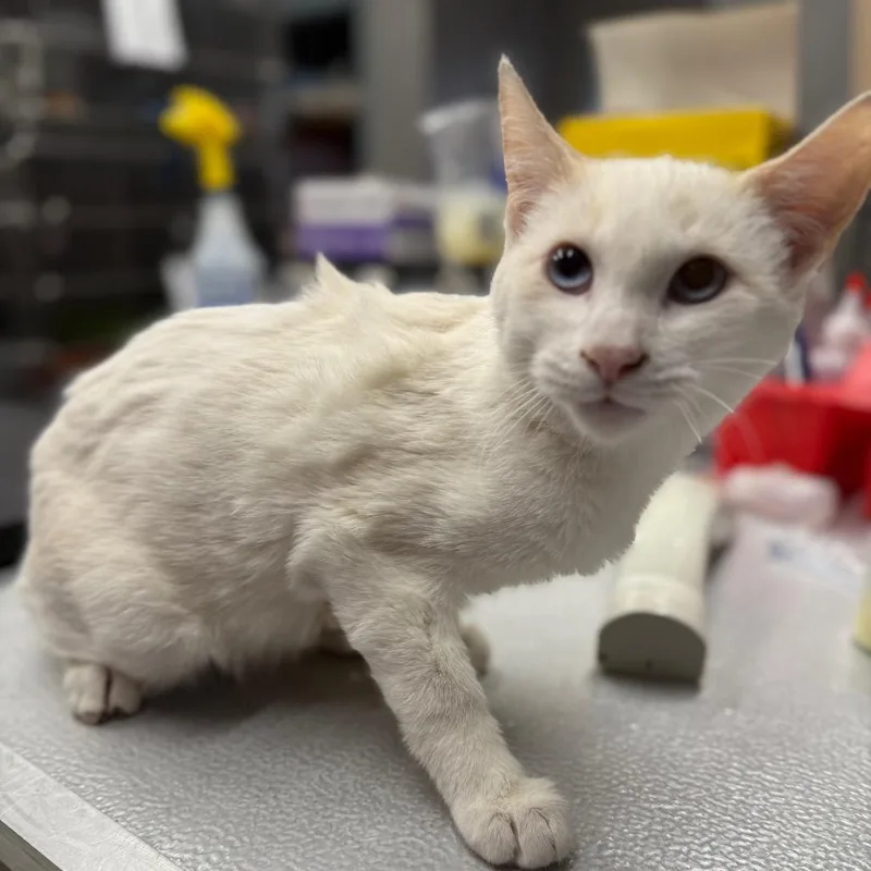 A young medium-sized male Domestic Short Hair cat named Cheesecake for adoption in Spokane, WA