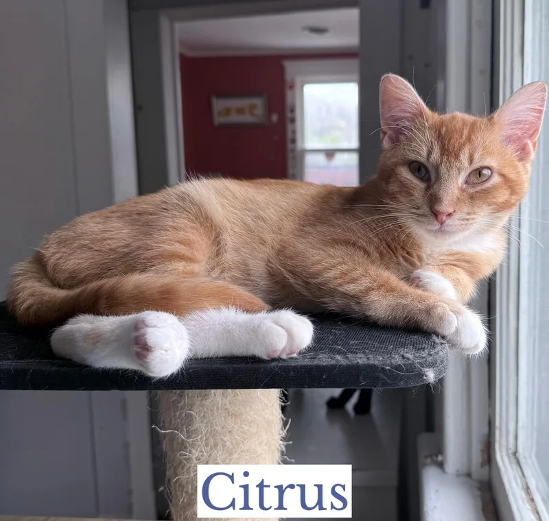 A young medium-sized male Orange & White Domestic Short Hair cat named Citrus for adoption in Berkeley Springs, WV