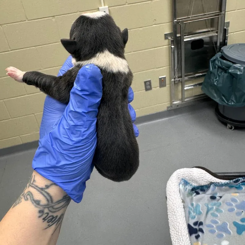 A baby medium-sized male Gray / Blue / Silver Mixed Breed dog named River for adoption in Springboro, OH