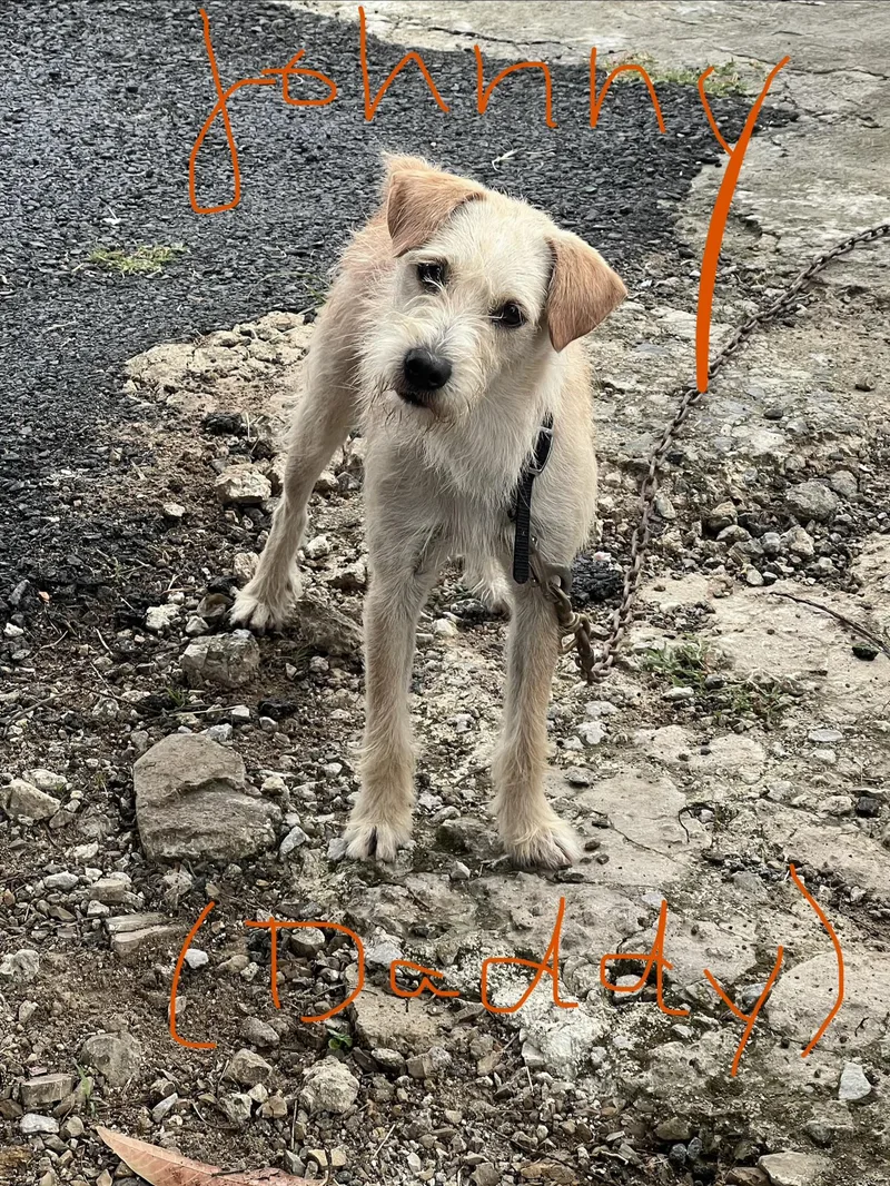 A baby small-sized male White / Cream Terrier dog named Renaldo for adoption in Milwaukie, OR