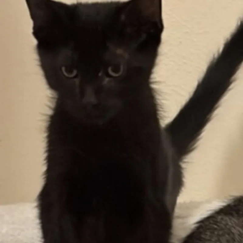 A baby small-sized male Black Domestic Short Hair cat named Lucky for adoption in Gonzales, LA