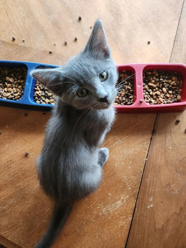 A baby medium-sized male Domestic Short Hair cat named London  Tulip for adoption in Minneapolis, MN
