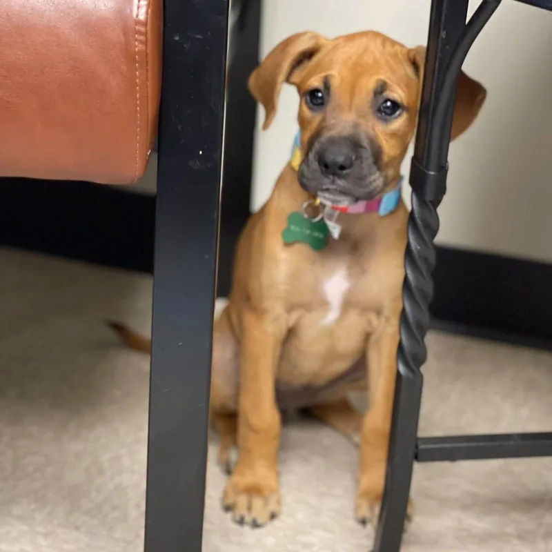 A baby medium-sized female American Staffordshire Terrier dog named Tiffany for adoption in Salem, NH