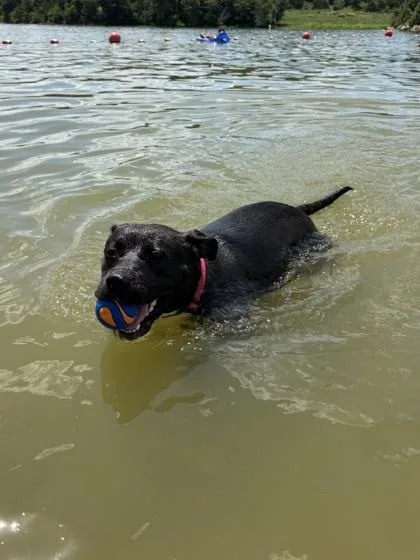 An adult large-sized female Black Pit Bull Terrier dog named Lyla Anne for adoption in Kansas City, MO