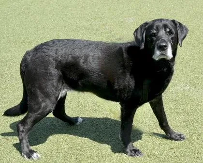 An adult large-sized female Mixed Breed dog named Daisy for adoption in West Seneca, NY