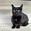 A young medium-sized female Black Domestic Short Hair cat named Bao for adoption in Oceanside, CA