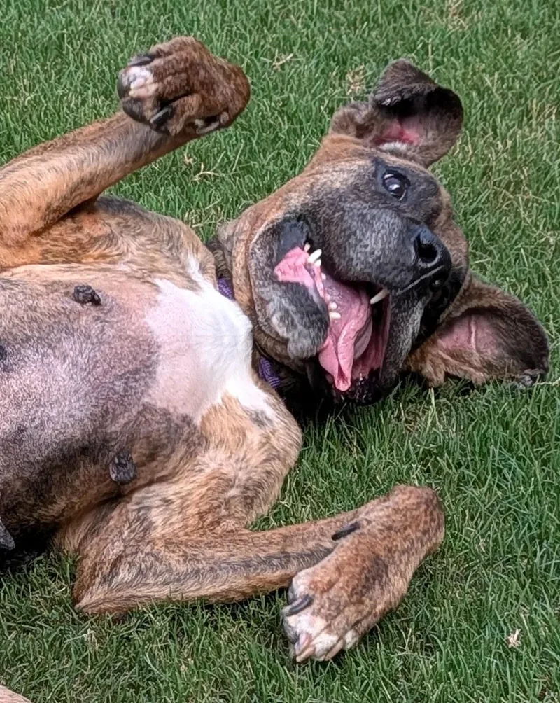 An adult medium-sized female Brindle Boxer dog named Dolly for adoption in Buford, GA