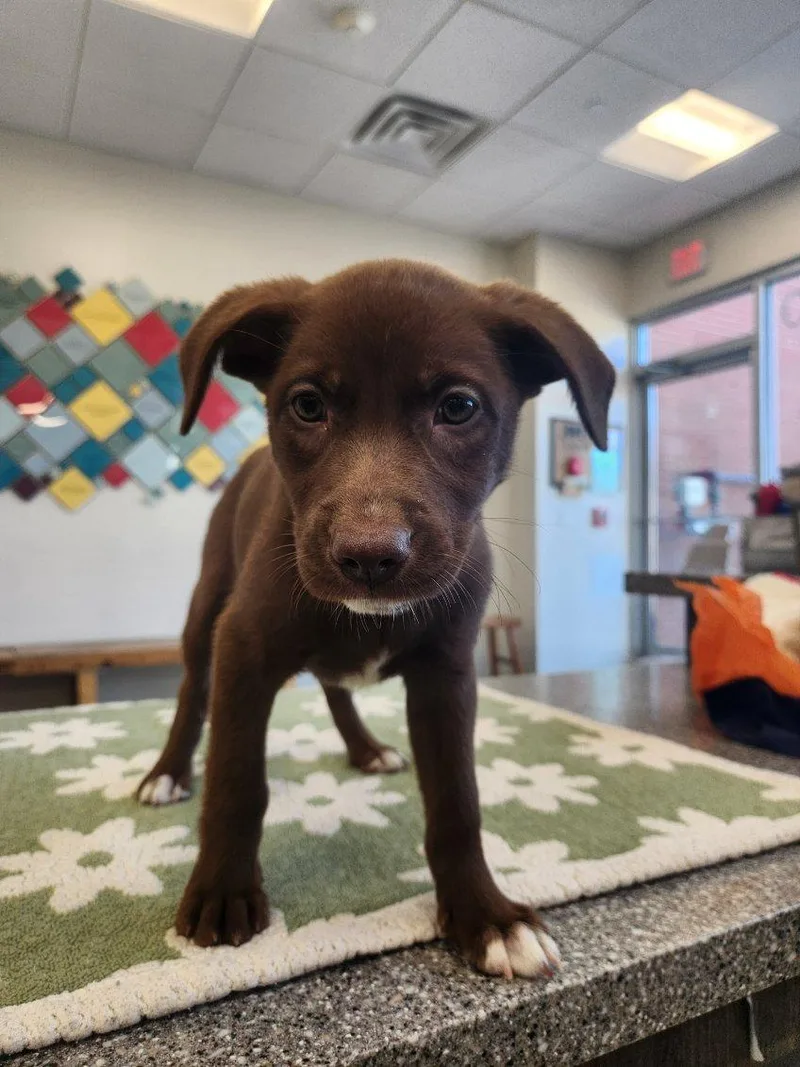 A baby medium-sized female Brown / Chocolate Retriever dog named Remi for adoption in New Rochelle, NY