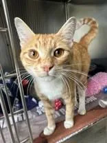 An adult medium-sized male Orange & White Domestic Short Hair cat named Pinky for adoption in Manitowoc, WI