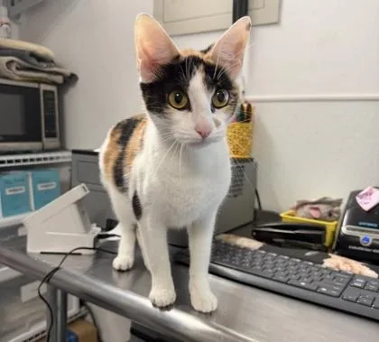 An adult large-sized female Domestic Short Hair cat named Cake Pop for adoption in West Chester, PA