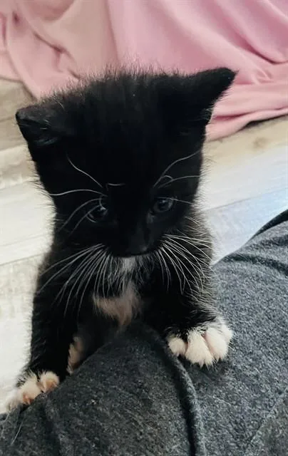 A baby small-sized male Domestic Short Hair cat named Penguin for adoption in Tucson, AZ