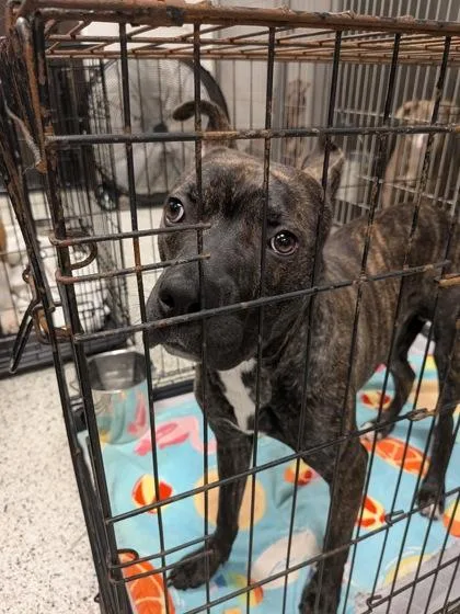 An adult medium-sized male Mixed Breed dog named Dozer for adoption in Atlanta, GA