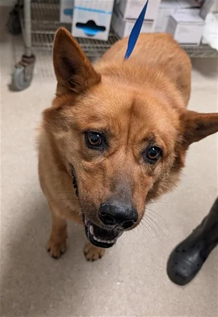 An adult medium-sized male Red / Chestnut / Orange Shepherd dog named Brinkly for adoption in Thousand Oaks, CA