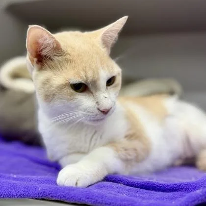 A young small-sized female White Domestic Short Hair cat named Girlypop for adoption in Atlanta, GA