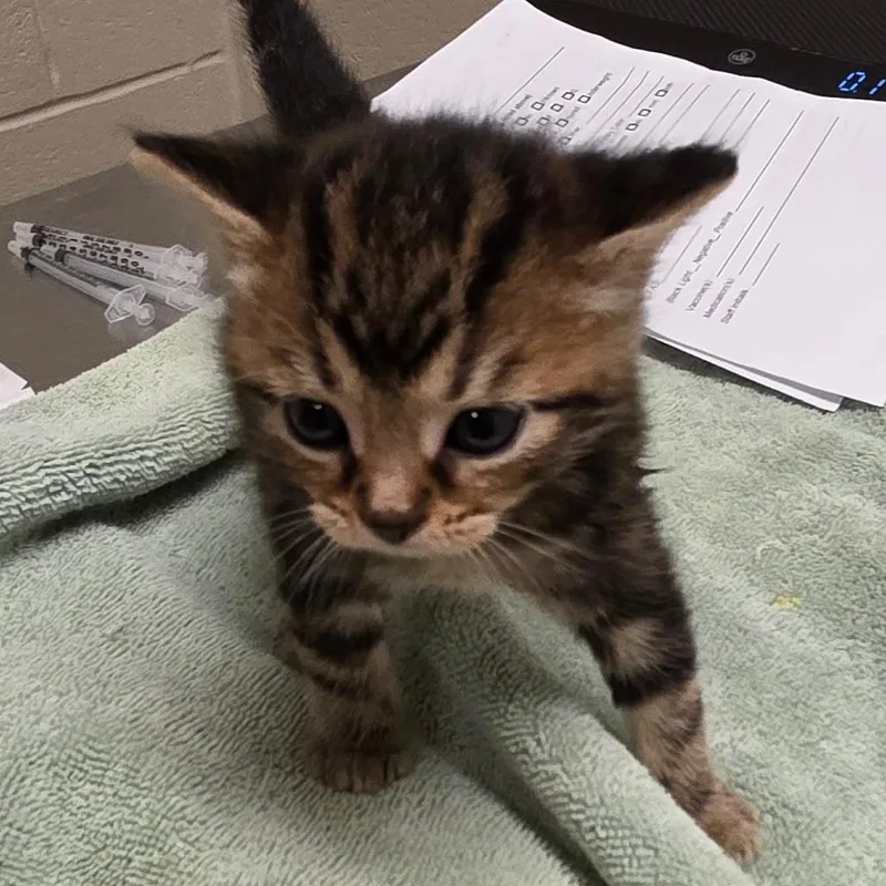 A baby small-sized female Domestic Short Hair cat named Aurelia for adoption in Bristol, IN