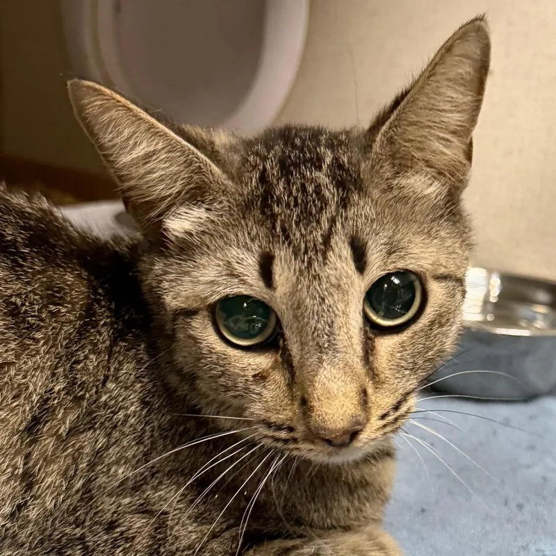 An adult medium-sized female Brown / Chocolate Domestic Short Hair cat named Samantha for adoption in Yuma, AZ