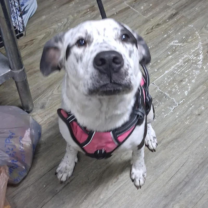 An adult medium-sized female Black Mixed Breed dog named Creme for adoption in Summerville, SC