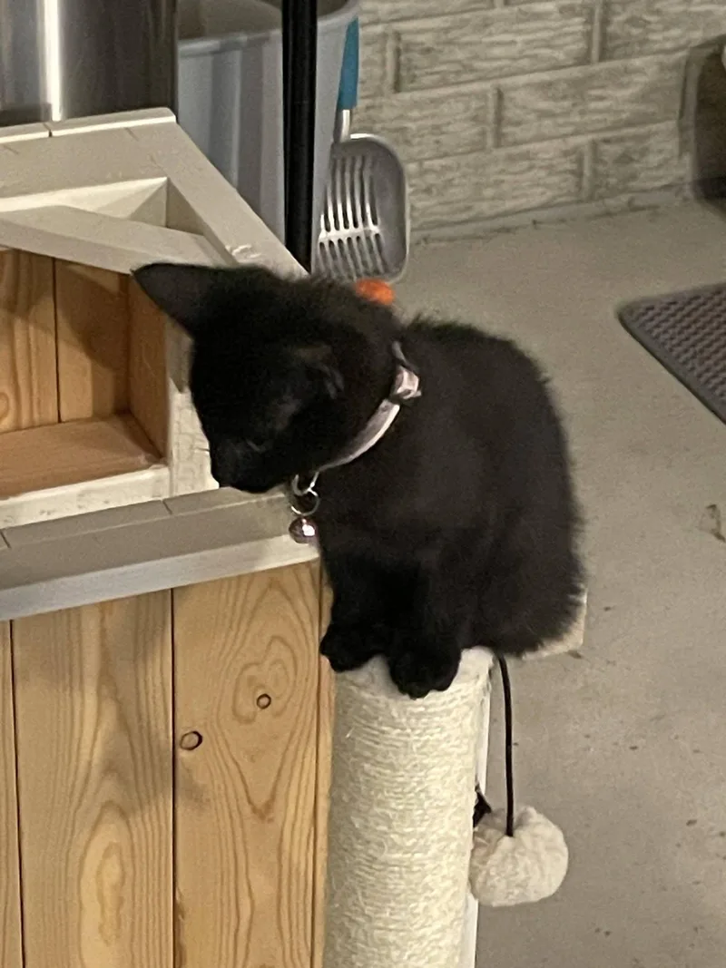 A baby medium-sized female Black Domestic Short Hair cat named Pooky for adoption in Omaha, NE