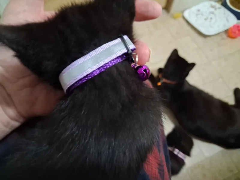Pooky thumbnail 2
