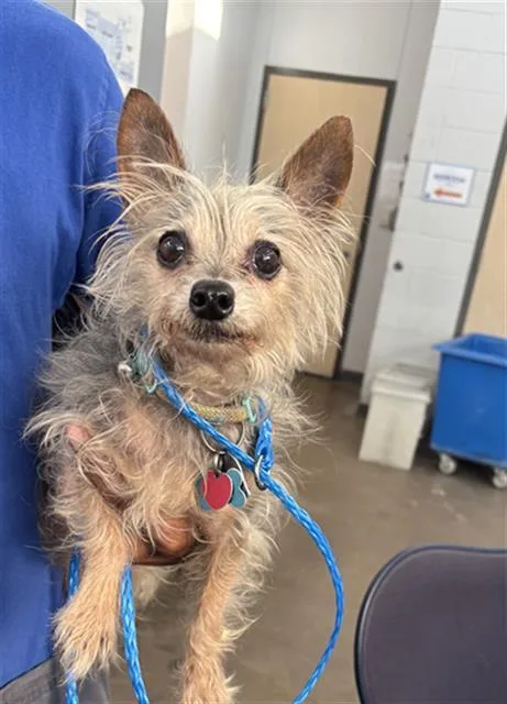 A senior small-sized female Mixed Breed dog named Bouncy for adoption in Dallas, TX