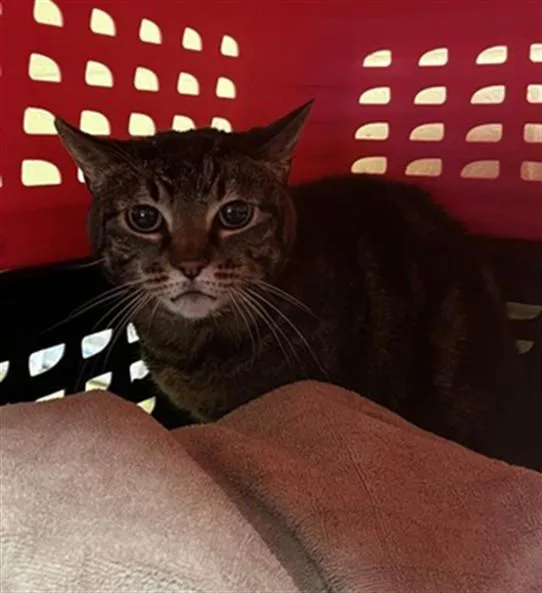 An adult medium-sized female Domestic Short Hair cat named Lily for adoption in Sacramento, CA