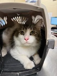 An adult medium-sized male Domestic Short Hair cat named Rocky for adoption in Aliquippa, PA