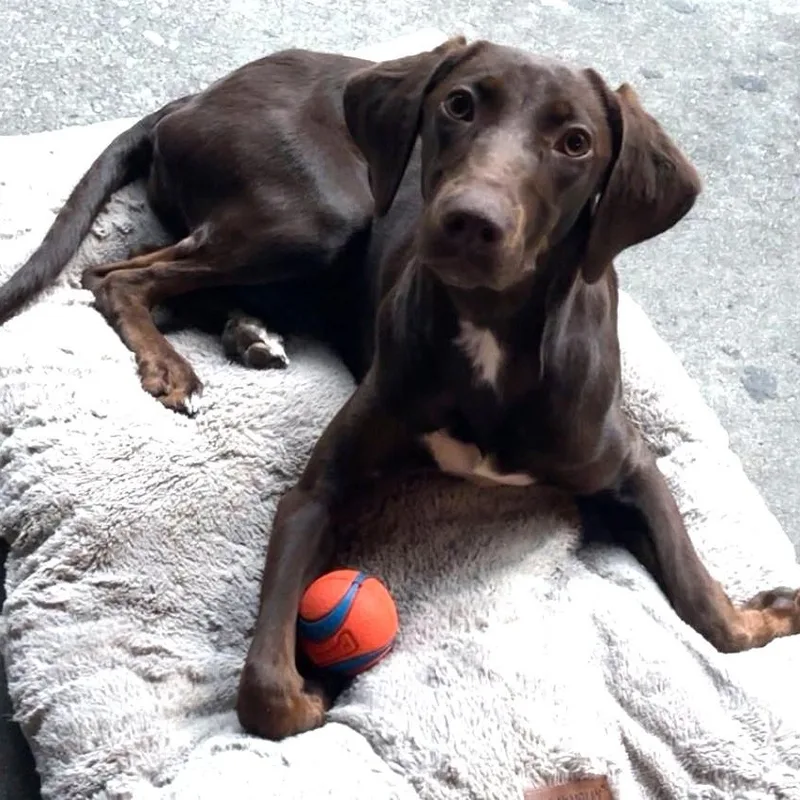 A young medium-sized female Brown / Chocolate German Shorthaired Pointer dog named Darby for adoption in Irmo, SC