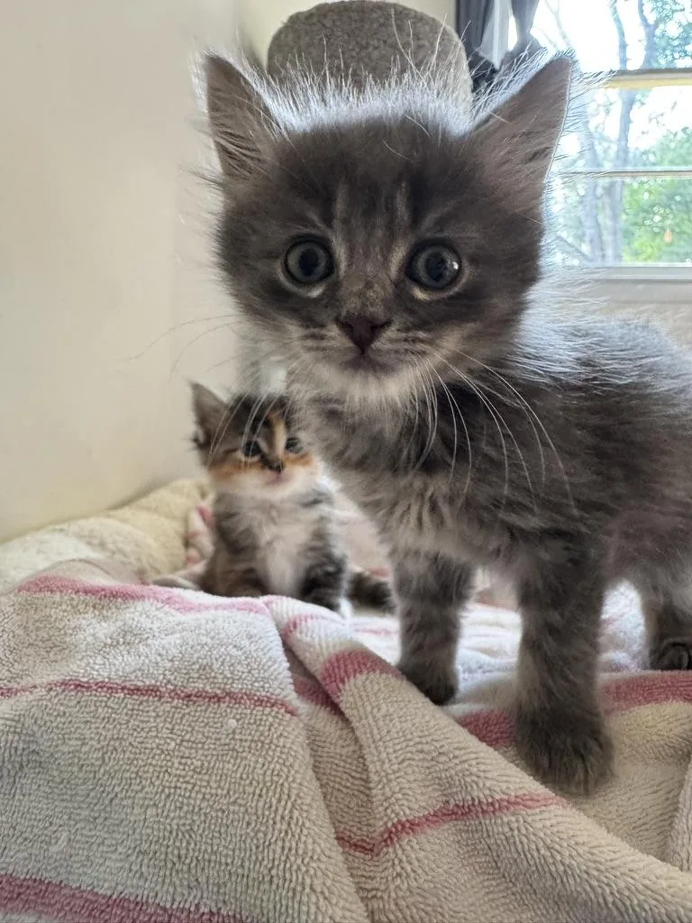 A baby large-sized male Domestic Long Hair cat named Donkey for adoption in Stockbridge, GA