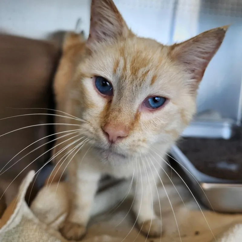 A senior small-sized female Flame Point Domestic Short Hair cat named Spout for adoption in Asheville, NC
