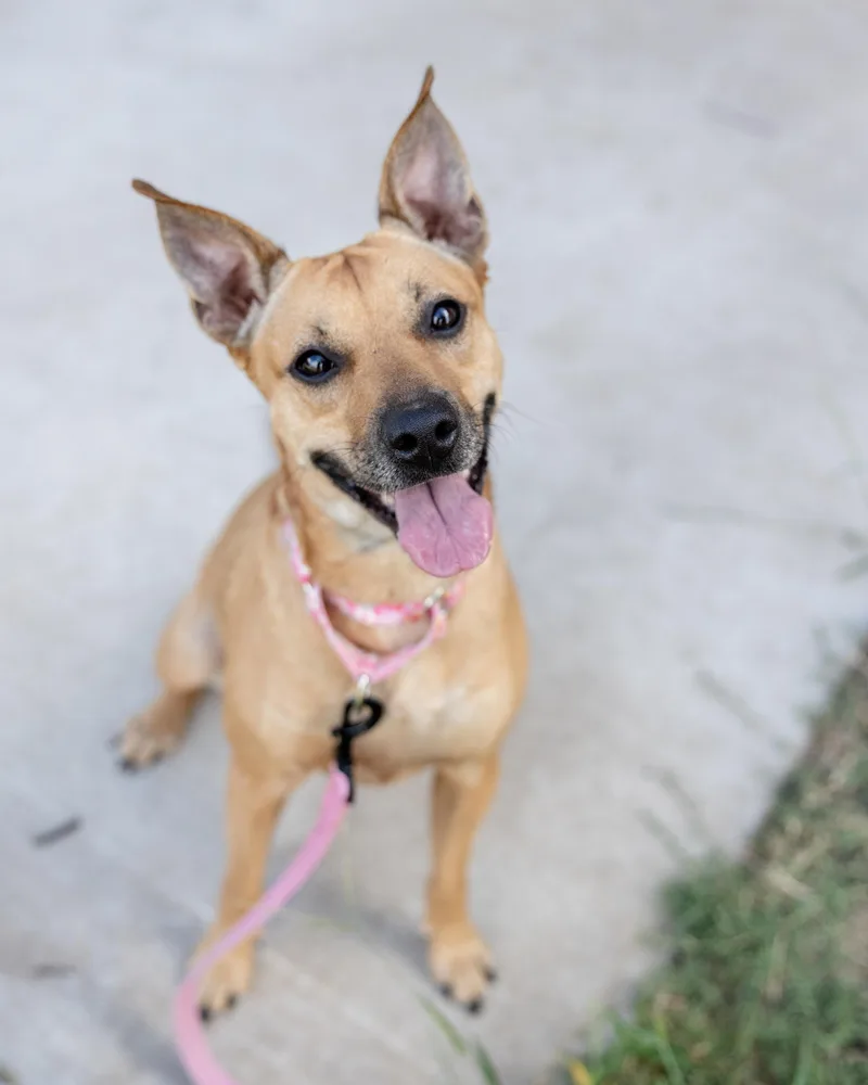 A young medium-sized female Golden German Pinscher dog named Tinkers for adoption in Pflugerville, TX