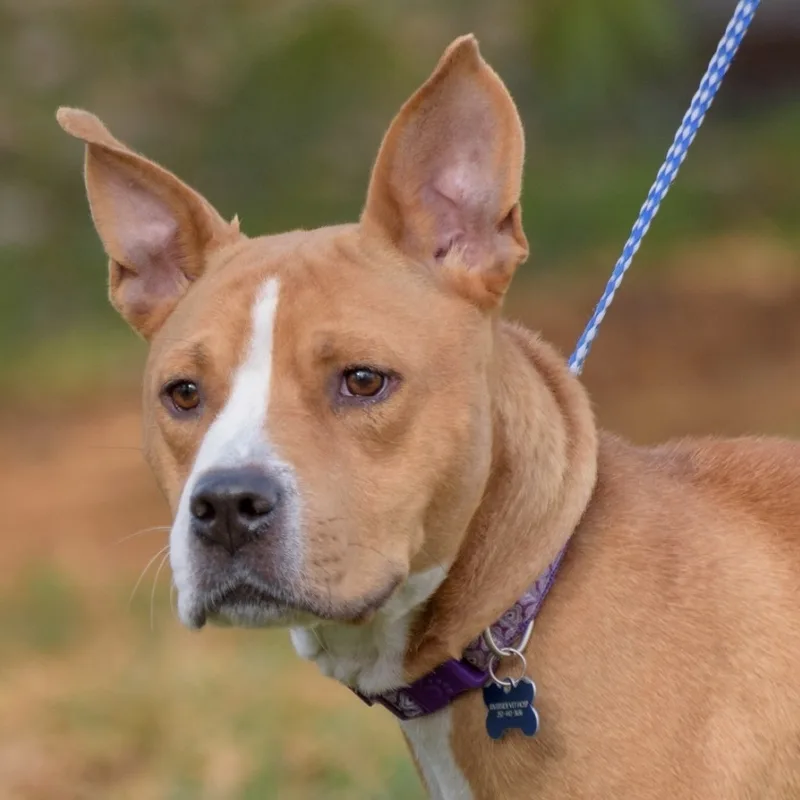 Sunshine thumbnail 3