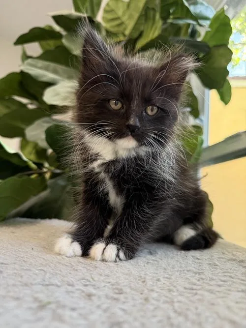 A baby medium-sized female Black & White / Tuxedo Domestic Long Hair cat named Hermione for adoption in San Jose, CA