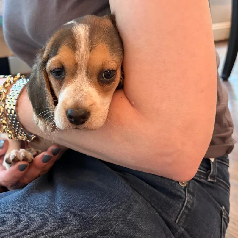 A baby small-sized female Beagle dog named Smirk for adoption in Durham, NC