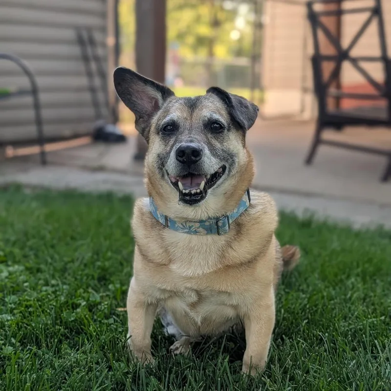Benji