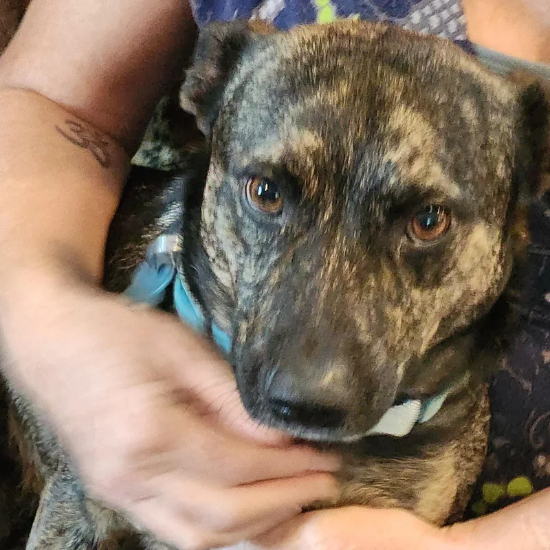 An adult medium-sized male Brindle Corgi dog named Wesley for adoption in Lewisville, TX