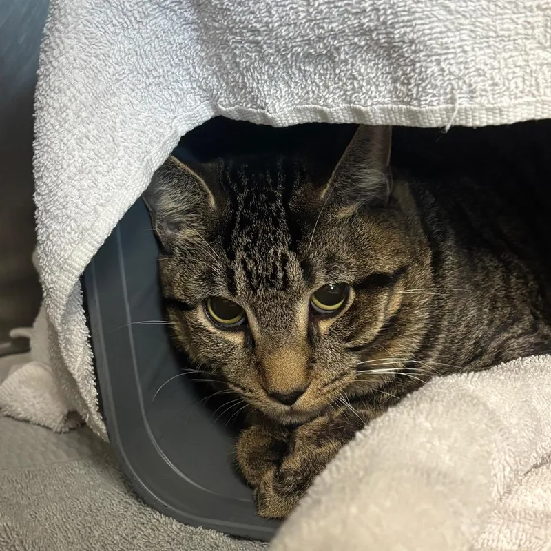 A young large-sized male Domestic Short Hair cat named Mufasa for adoption in Springfield, MA
