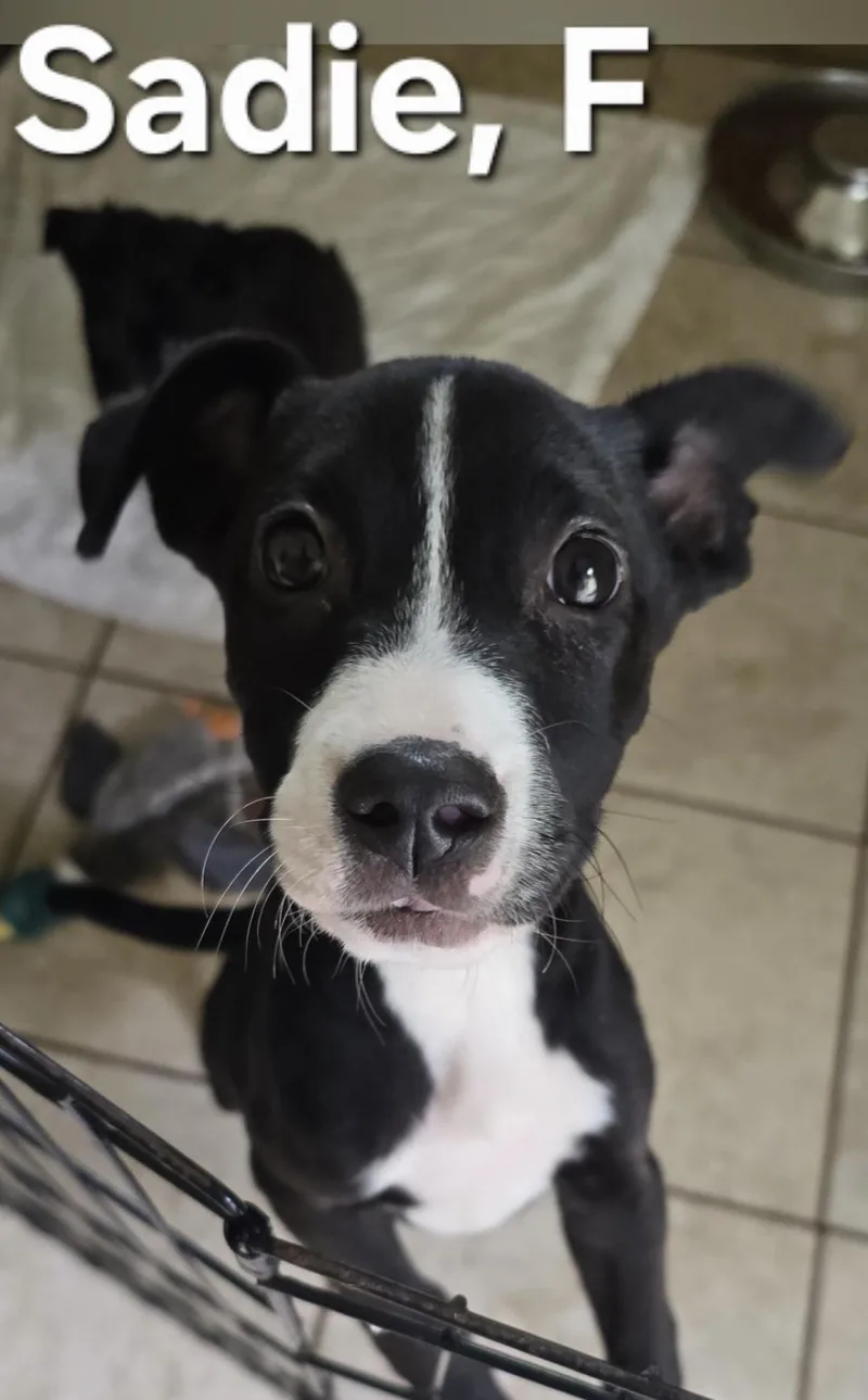 A baby medium-sized female Black Labrador Retriever dog named Sadie for adoption in Parma, OH